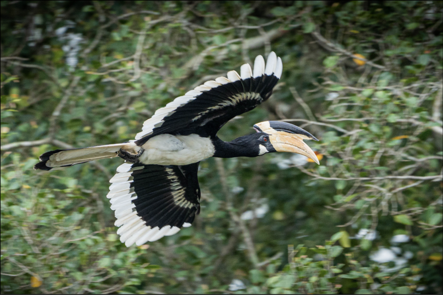 Malabar Pied-Hornbill Sri Lanka Whitehawk Birding