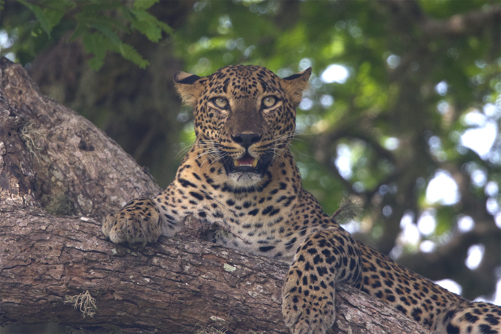 Sri Lanka Leopard Whitehawk Birding