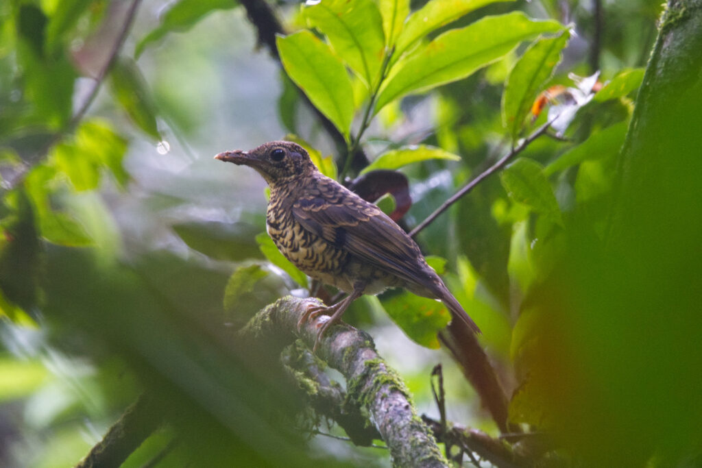 Sri Lanka Scaly Thrush Whitehawk Birding