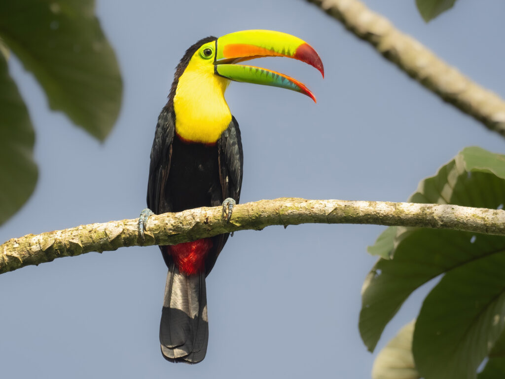 Keel-billed Toucan Panama Whitehawk Birding