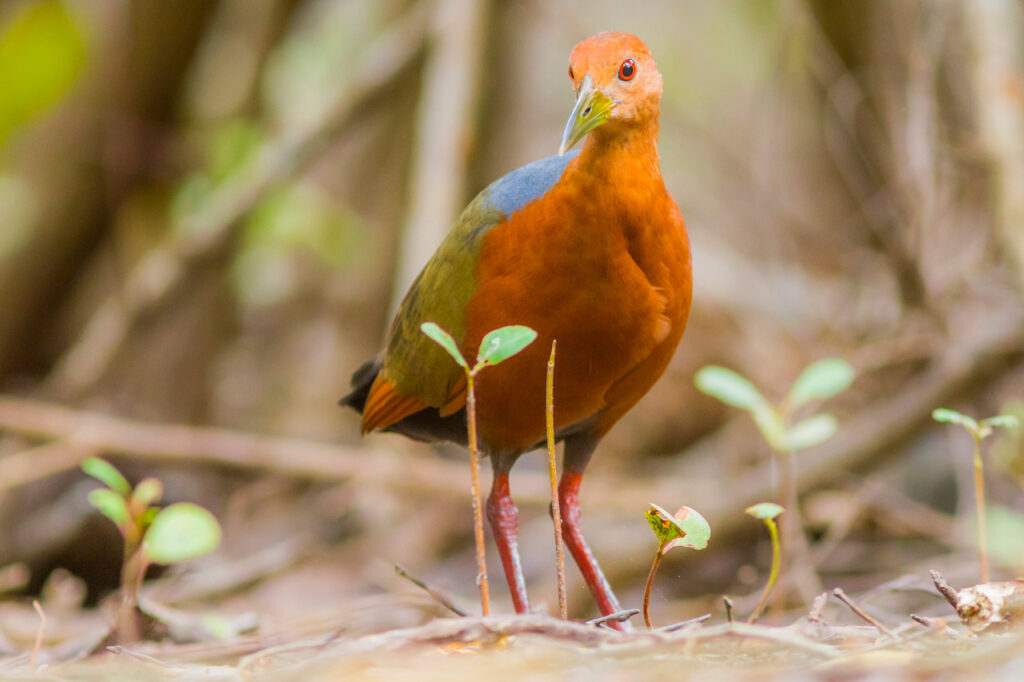 Rufous-necked Wood-Rail Belize Whitehawk Birding