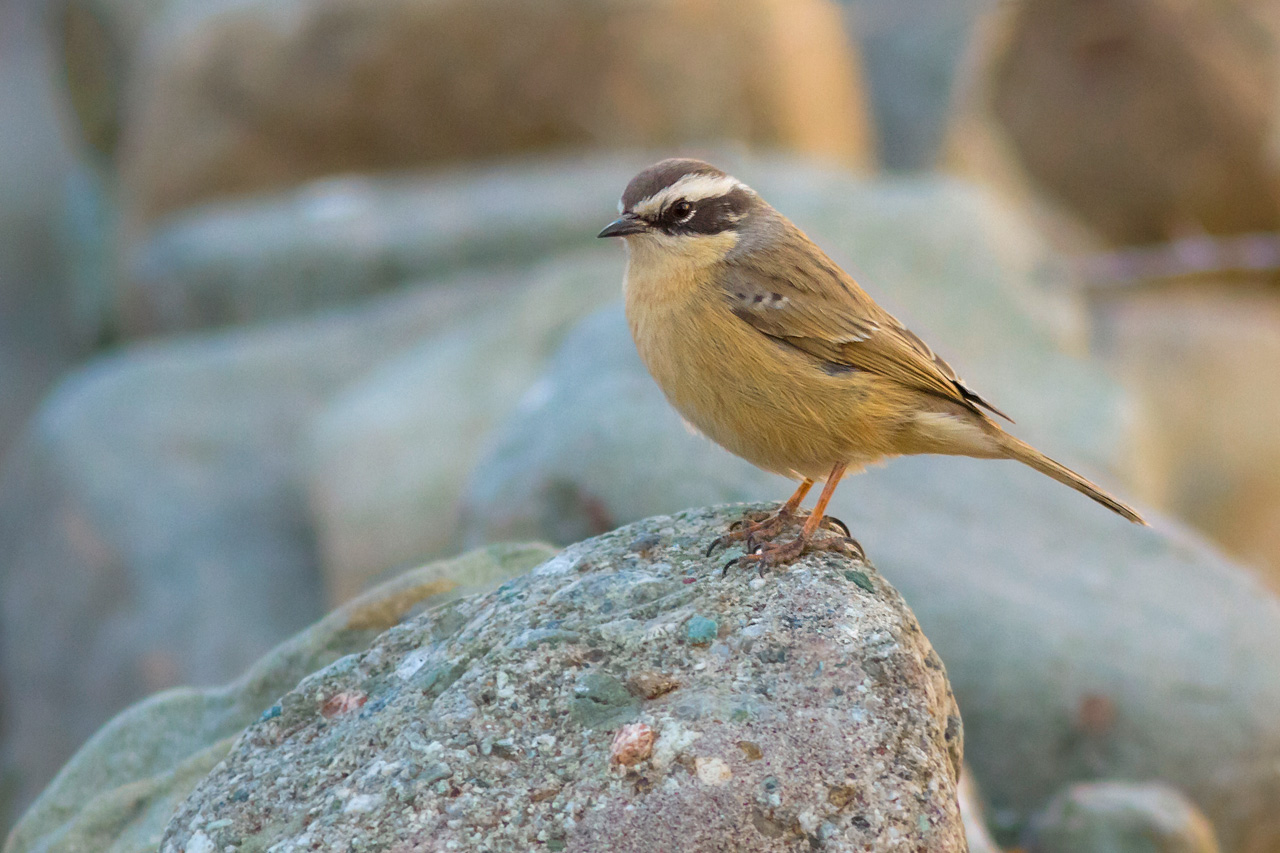 Brown Accentor India Mongolia Whitehawk Birding