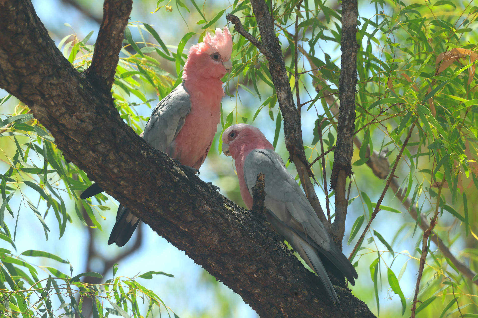 Galah Australia Whitehawk Birding