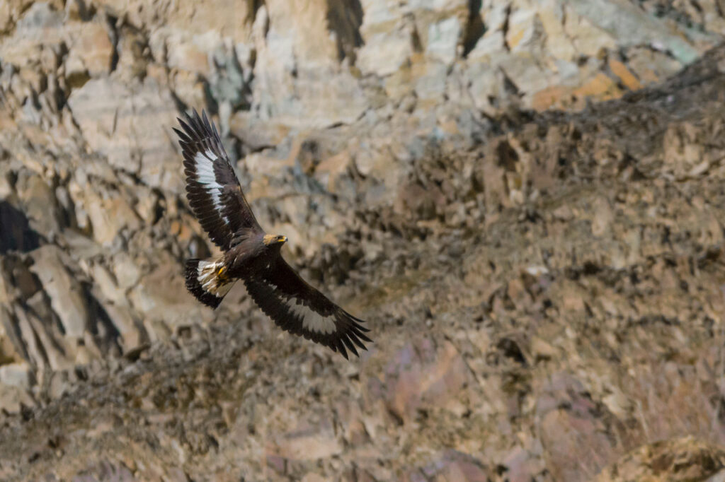 Golden Eagle Mongolia Whitehawk Birding