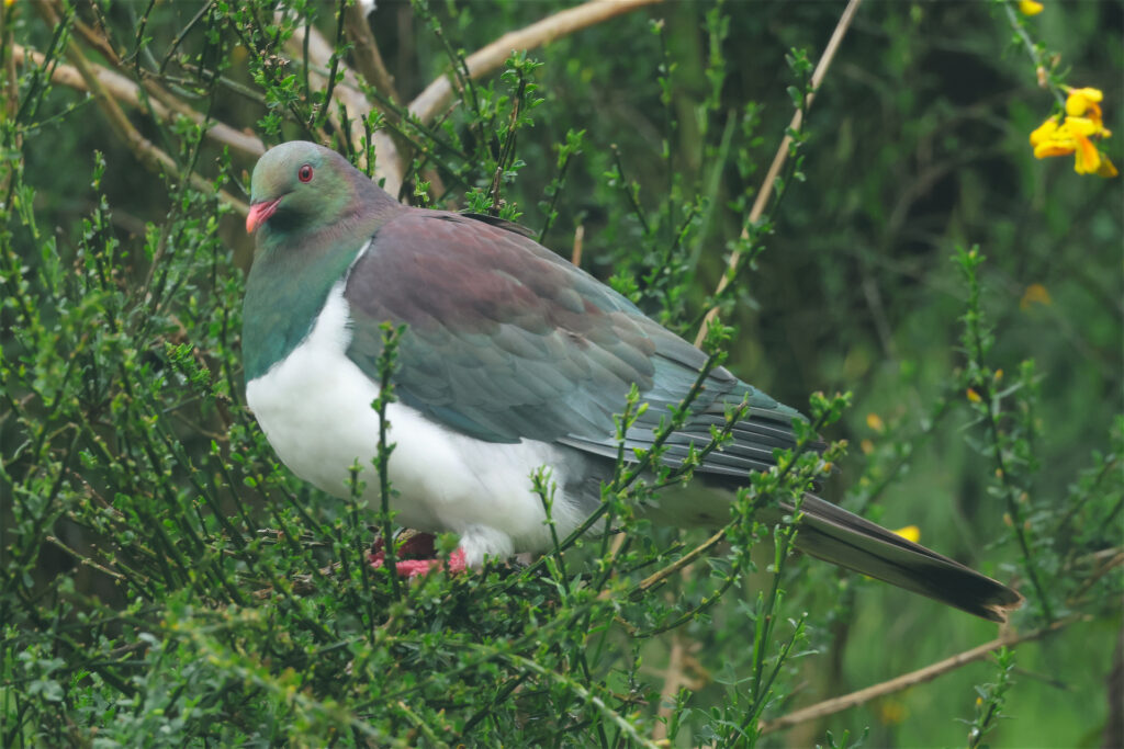 New Zealand Pigeon Whitehawk Birding