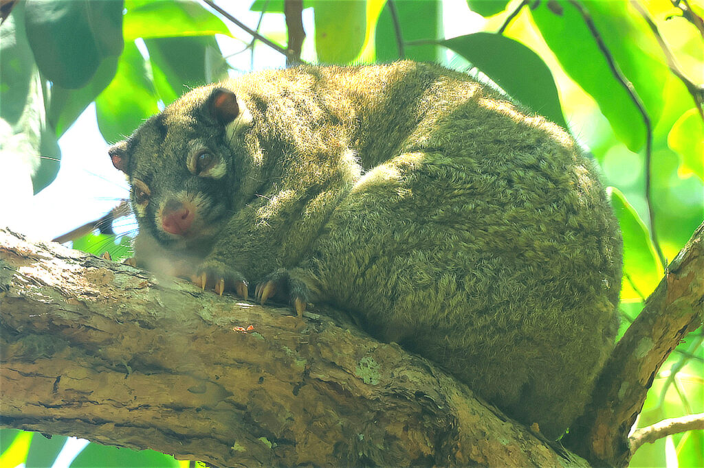 Green Ringtail Possum Australia Whitehawk