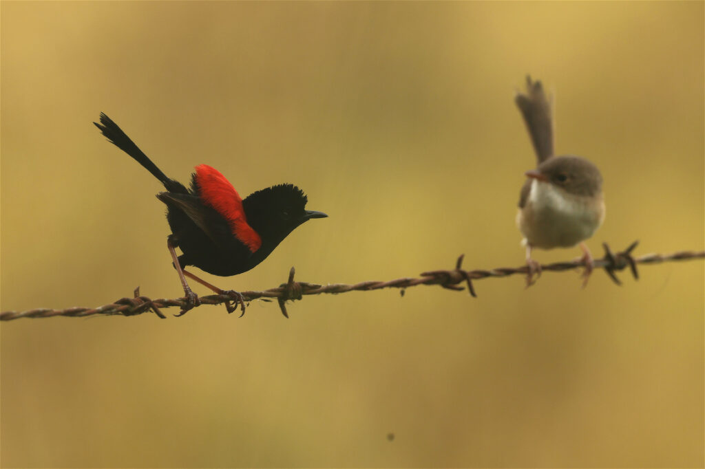 Red-backed Fairy-wrens Australia Whitehawk Birding