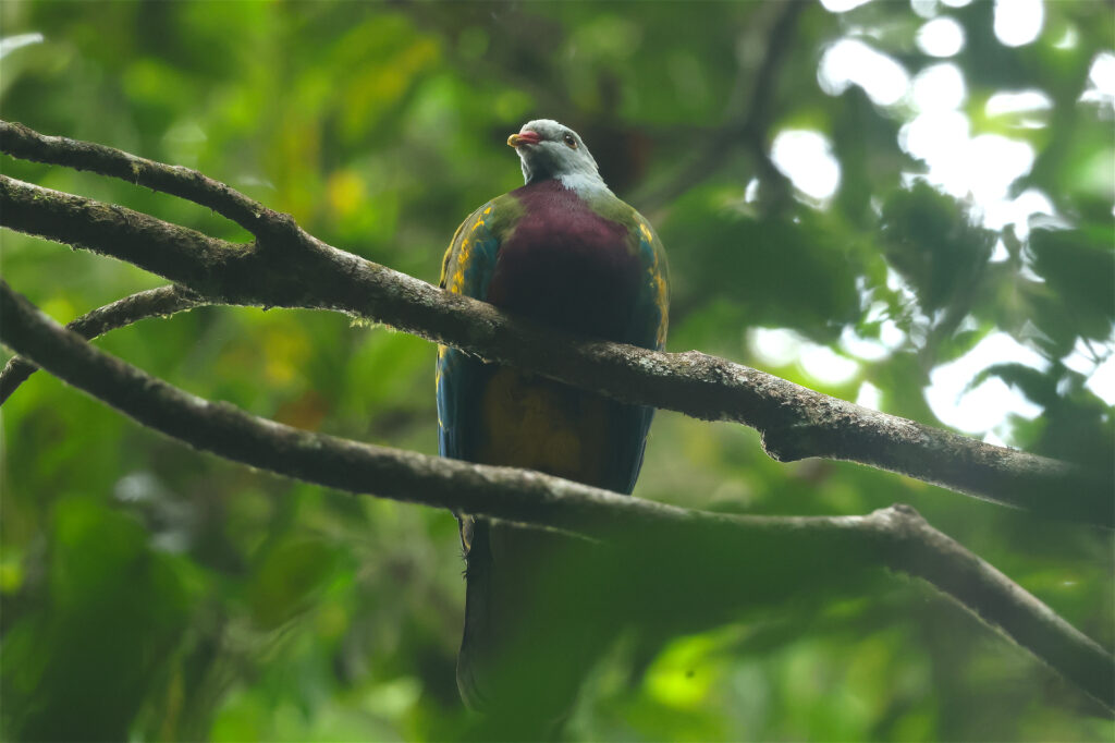 Wompoo Fruit-Dove Australia Whitehawk Birding