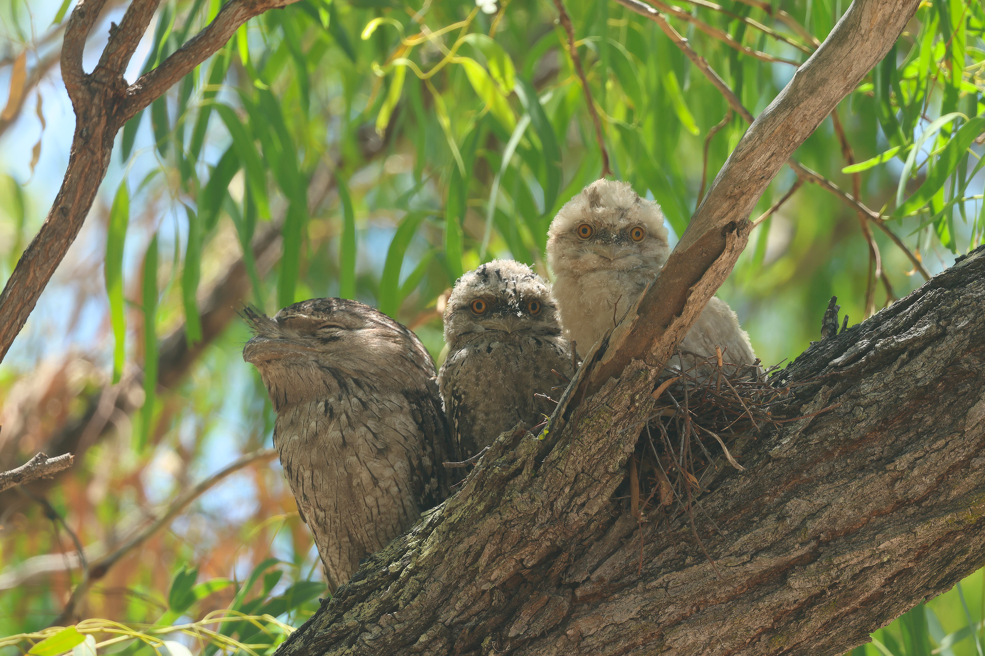 Tawny Frogmouths Australia Whitehawk Birding