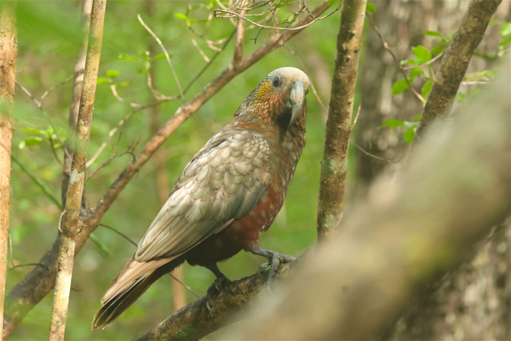 New Zealand Kaka Whitehawk Birding