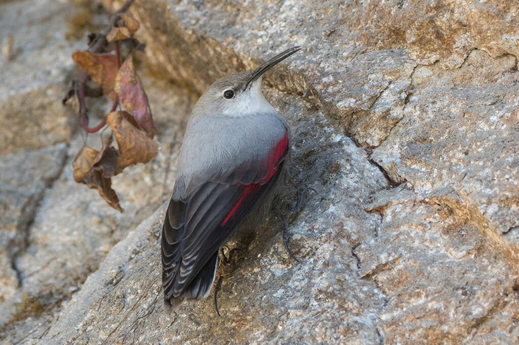 Wallcreeper India Bhutan Mongolia Whitehawk Birding