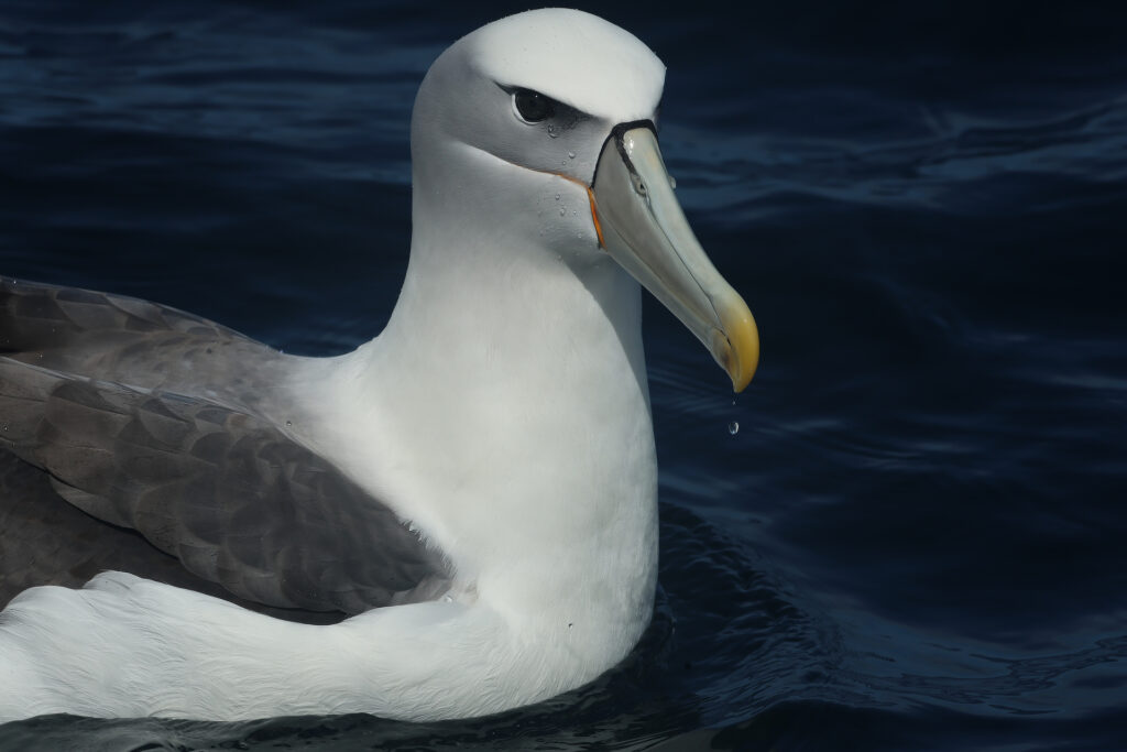 White-capped Albatross New Zealand Whitehawk Birding