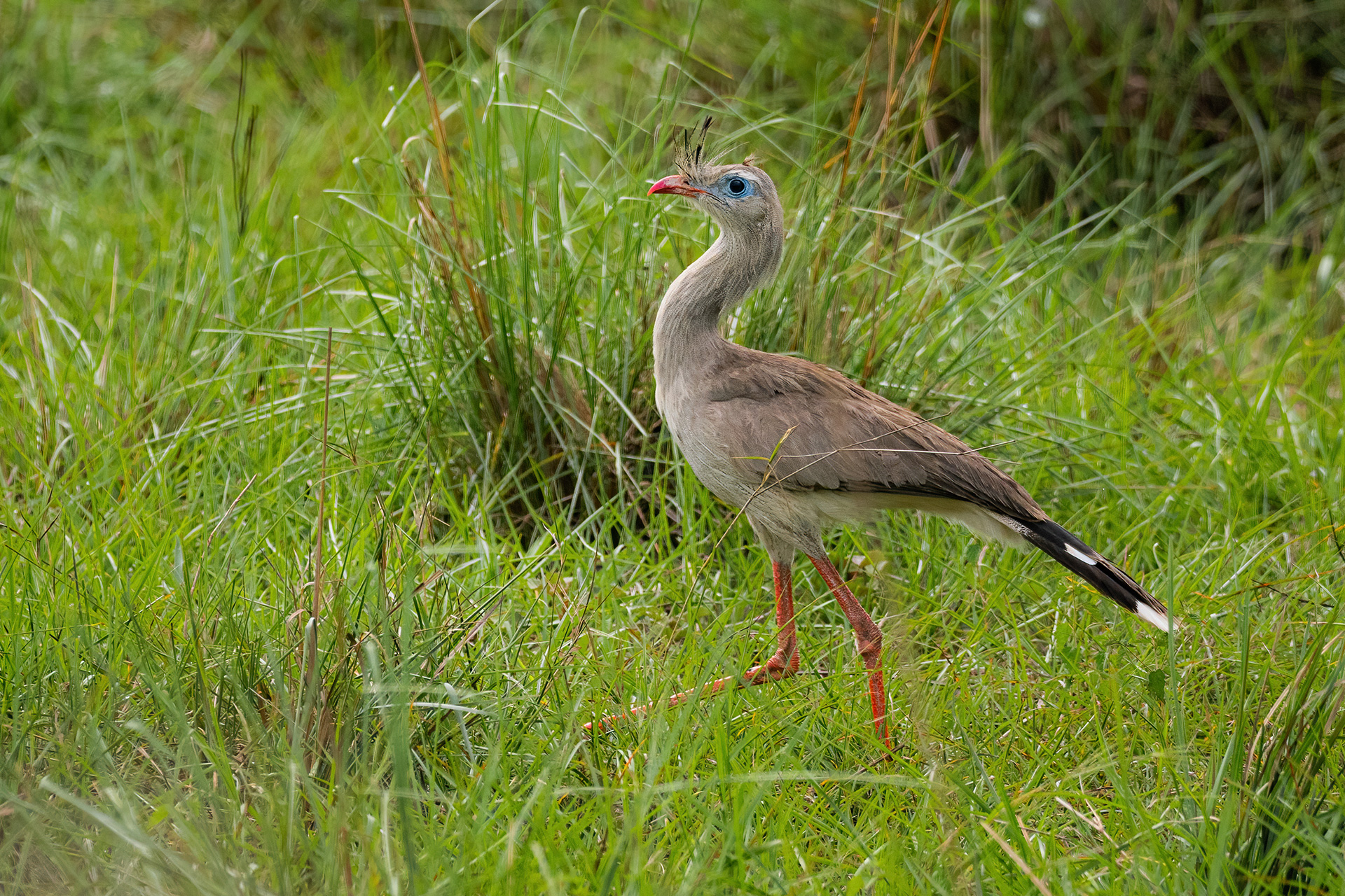 Red-legged Seriema Brazil Whitehawk Birding